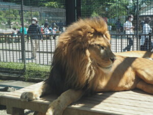 桐生が岡動物園の雄ライオンの写真です。