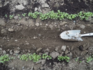 中耕と土寄せをしたかき菜の写真です。