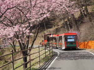 みかも山公園：シュゼンジ寒桜の写真です。