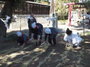御厨神社・御田植え祭り：稲刈りの写真です。