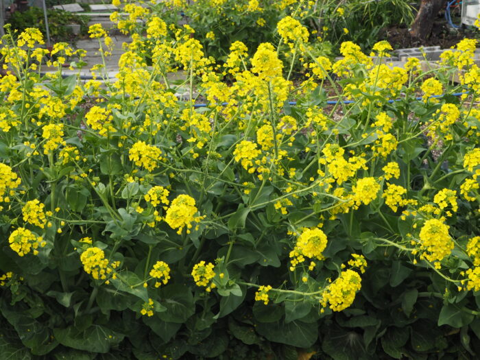 ミニハクサイの花の写真です。