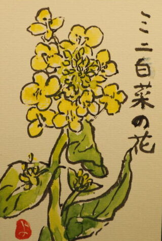 絵手紙：ミニハクサイの花の写真です。