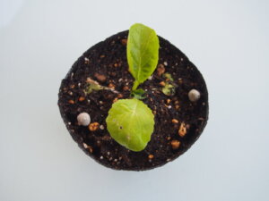 玉肥を施したミニハクサイの写真です。