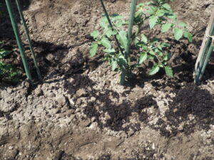 土寄せと追肥をしたミニトマトの写真です。