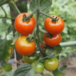 収穫時期を迎えたミニトマトの写真です。