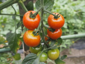 収穫時期を迎えたミニトマトの写真です。