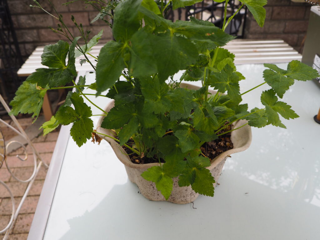 植木鉢に移植したミツバの写真です。