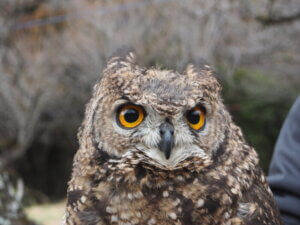 西渓園 ミミズクの写真です。