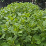 葉が小さくなってきたモロヘイヤの写真です。