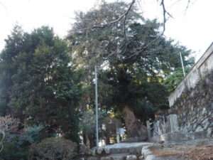 無量院：天然記念物のカヤの木の写真です。