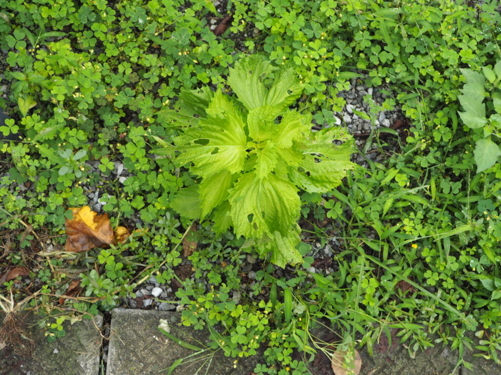 自然に生えてきたシソの写真です。