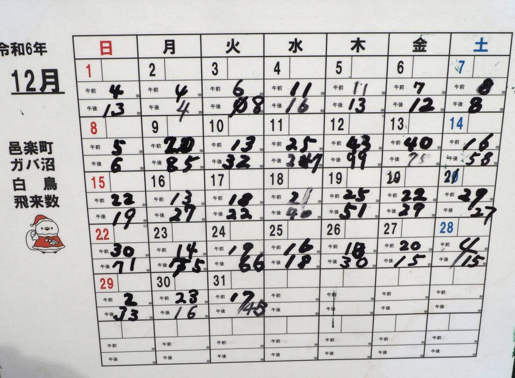 ガバ沼の白鳥飛来数の写真です。