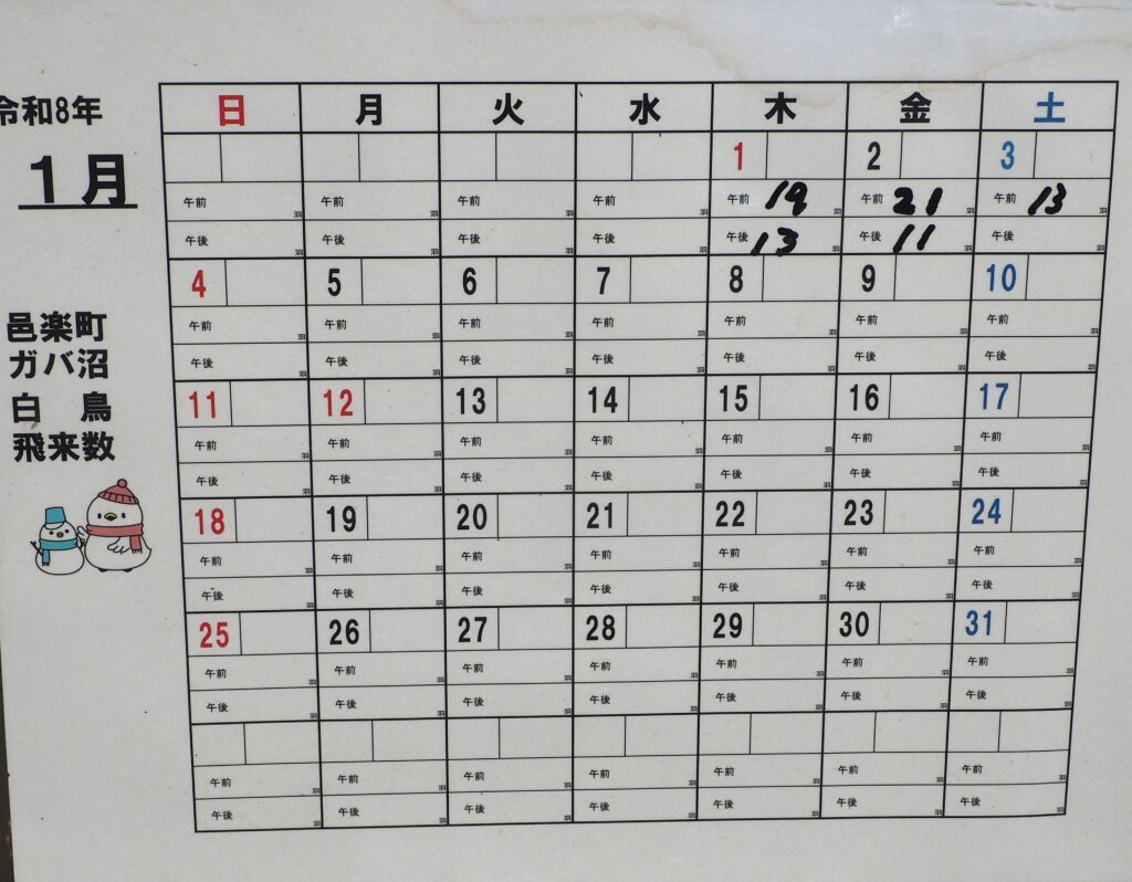 ガバ沼の白鳥飛来数の写真です。