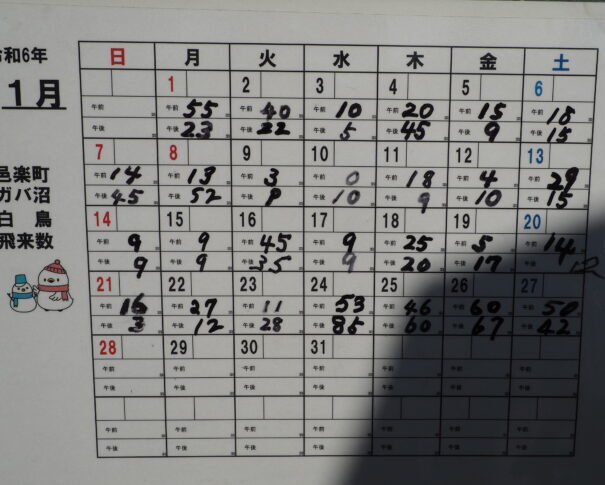 ガバ沼：ハクチョウ飛来数2024.1の写真です。