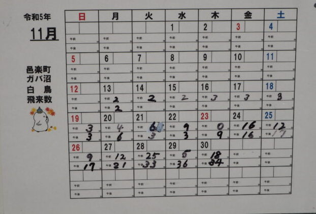 ガバ沼：ハクチョウ飛来数2023.11の写真です。