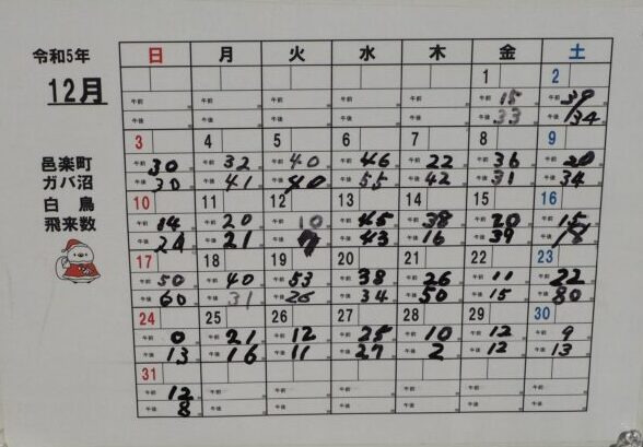 ガバ沼：ハクチョウ飛来数2023.12の写真です。