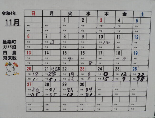 ガバ沼：ハクチョウ飛来数表11月の写真です