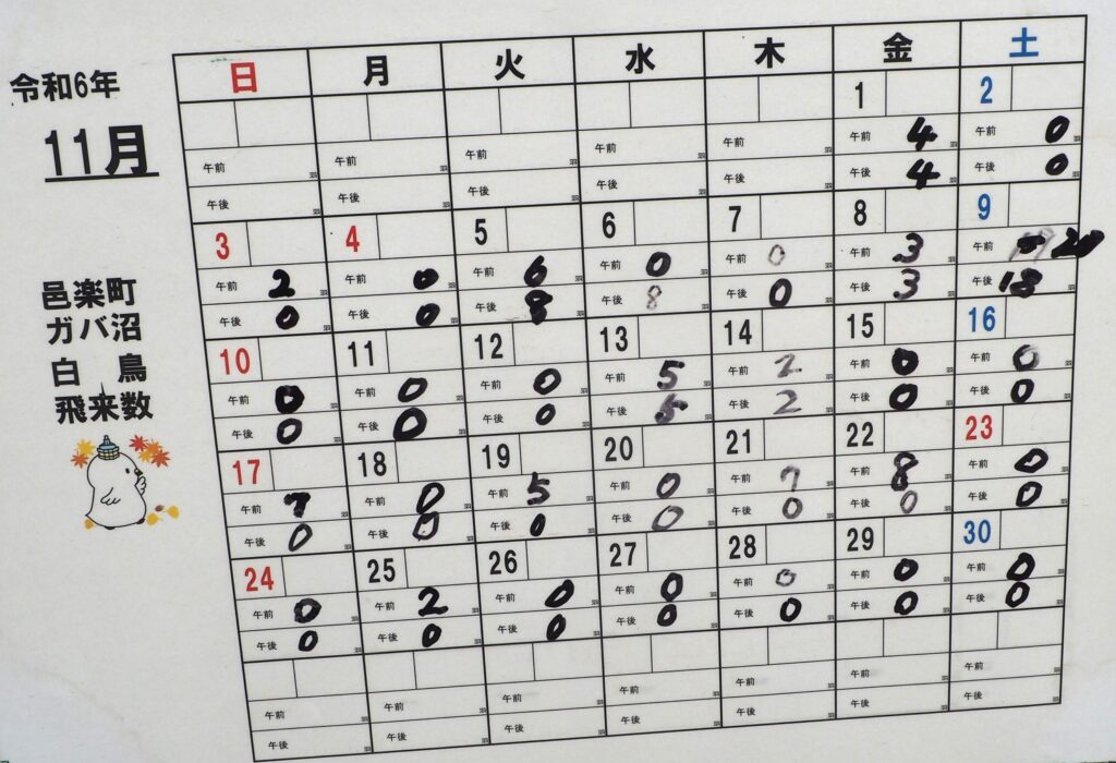 ガバ沼の白鳥飛来数の写真です。