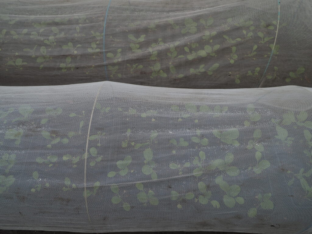 白の寒冷紗をかけた苗床の写真です。