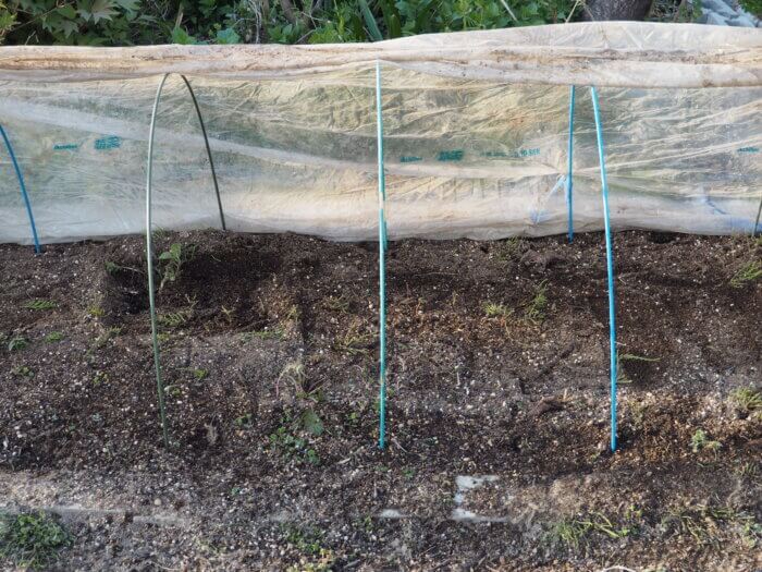 ビニールをかけた苗床の写真です。