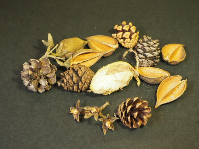 桐生が岡公園：展望公園で拾った木の実の写真です。