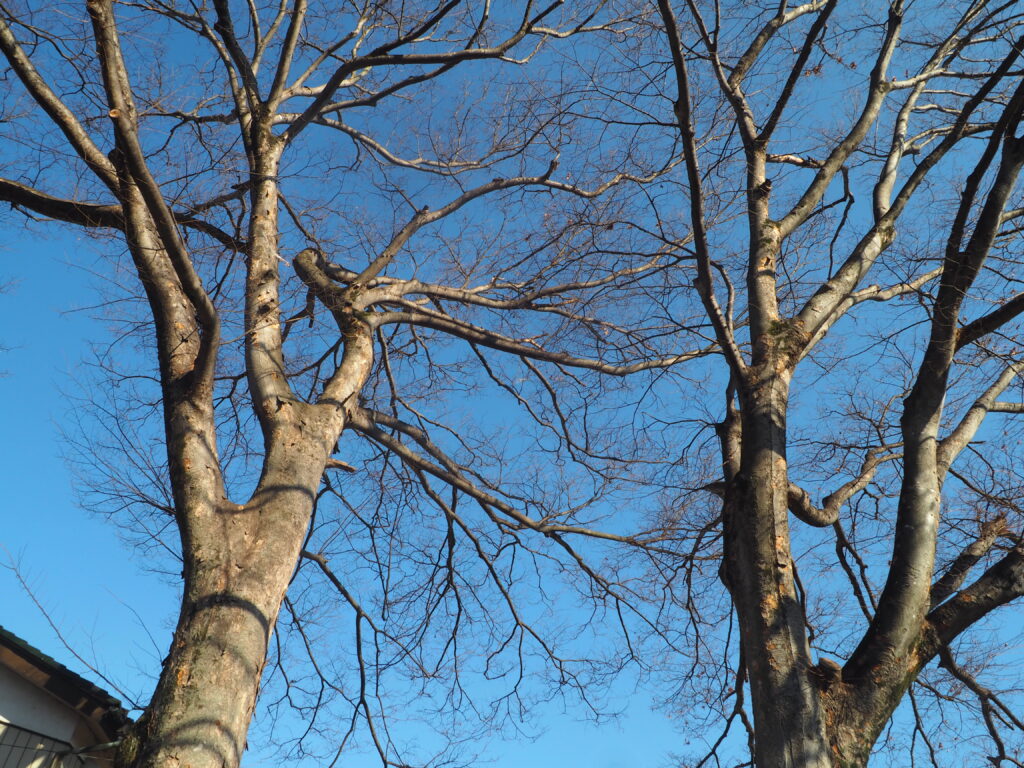 大原神社：御神木の写真です。