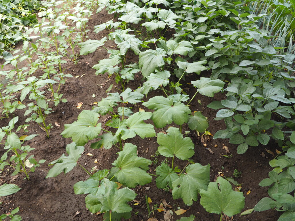 混植したオクラの写真です。