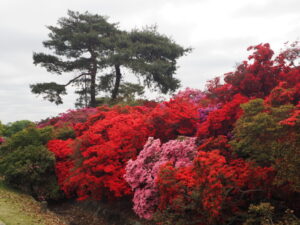 つつじが岡公園：旧公園の風景写真です。