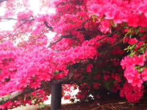 つつじが岡公園：旧公園の風景写真です。