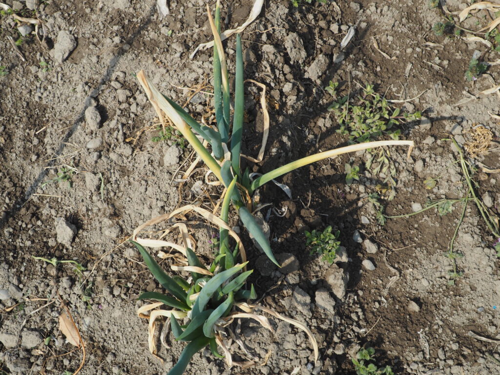 植え替え前のネギの写真です。