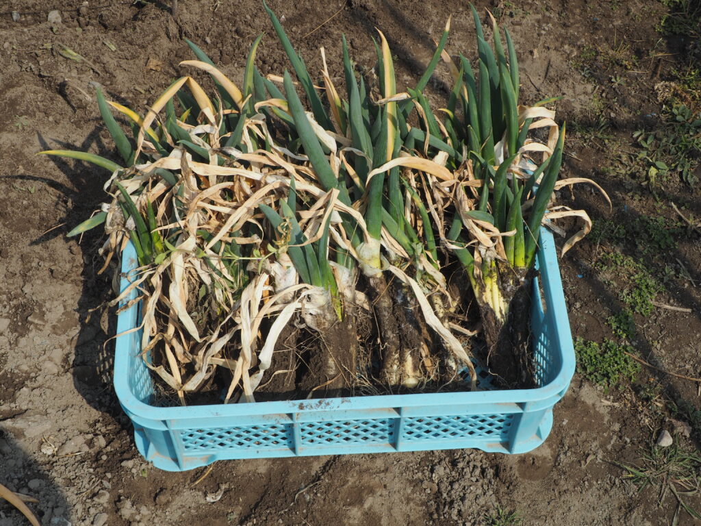 彫上げたネギの写真です。