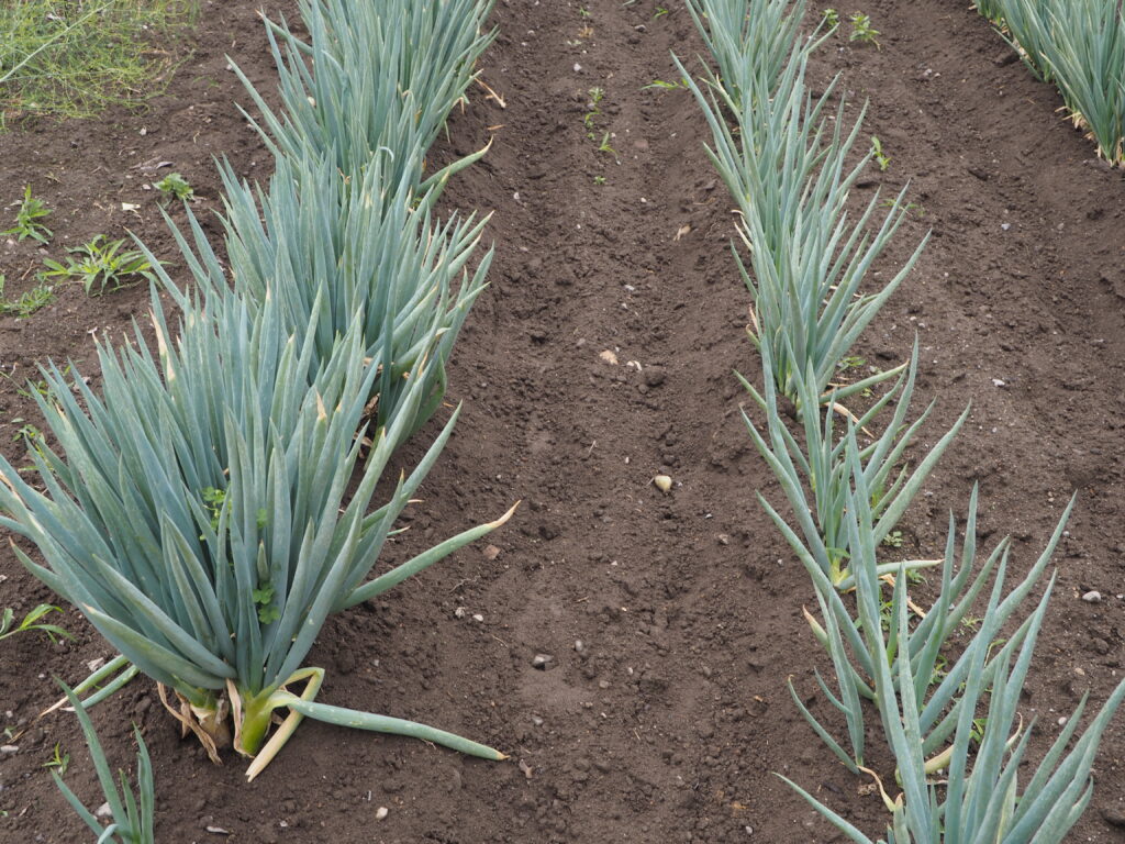 左列：植え替え前　右列：植え替え後のネギの写真です。