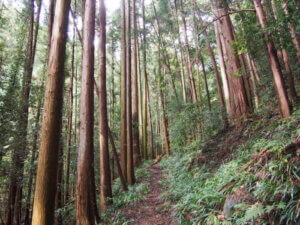 女坂の山道の写真です。