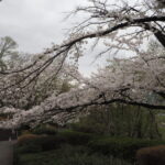 織姫公園の桜の写真です。