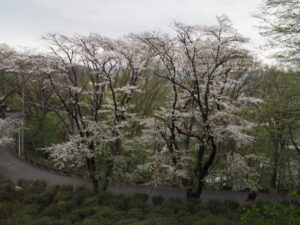 織姫公園の桜の写真です。