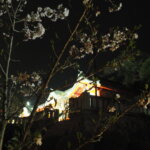 足利織姫神社の夜桜の写真です。