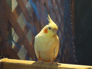 ふくろうカフェ：Ｆｕｋｕのインコの写真です。