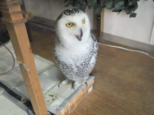 ふくろうカフェ:Fukuのふくろうの写真です。