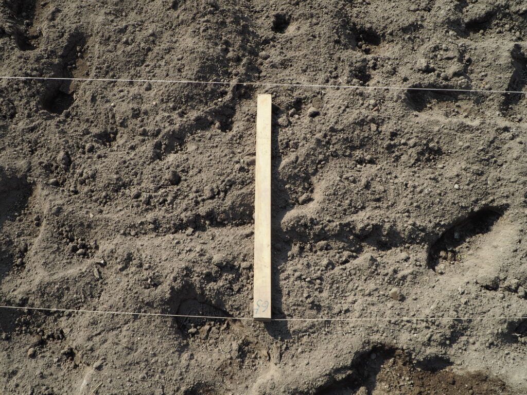 ジャガイモの植え溝つくりの準備する写真です。