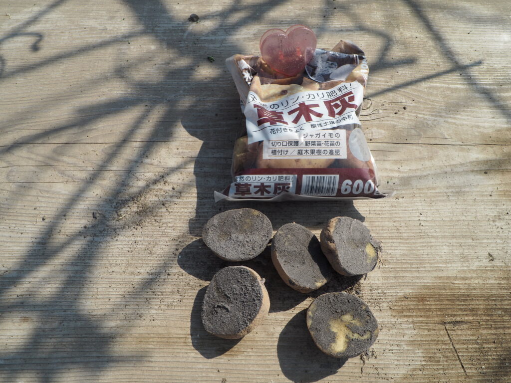 ジャガイモ:種イモに草木灰をつけた写真です。