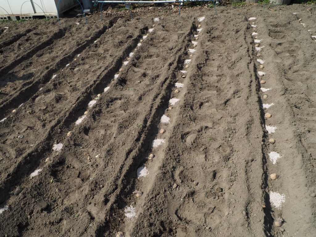 種イモの間に化成肥料を施した写真です。