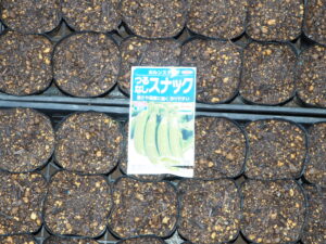 ポットにまいたつるなしスナックエンドウの写真です。