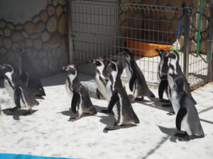 桐生が岡動物園のペンギンの写真です。