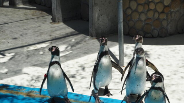 桐生が岡動物園のペンギンの写真です。