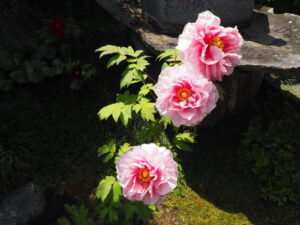 光明寺：境内の牡丹の写真です。