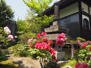 光明寺：境内の牡丹の写真です。