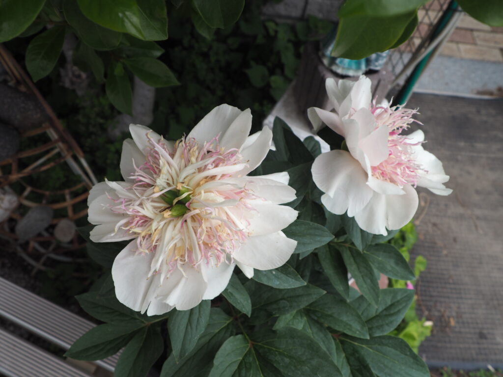 シャクヤクの写真です。