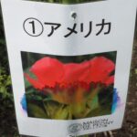庭に植えたいシャクヤク図鑑：足利メゾン ド ピオニーのシャクヤク名の写真です。