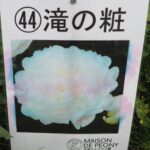 庭に植えたいシャクヤク図鑑：足利メゾン ド ピオニーのシャクヤク名の写真です。