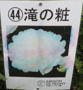 庭に植えたいシャクヤク図鑑:足利メゾン ド ピオニーのシャクヤク名の写真です。